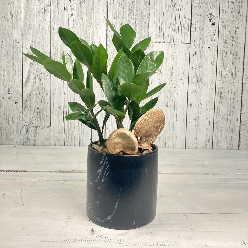 Zamioculcas zamiifolia (ZZ plant)
