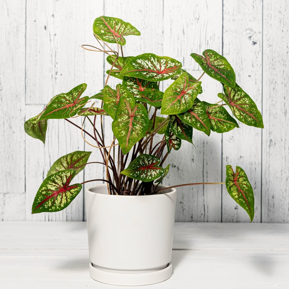 Caladium (ailes d'ange)