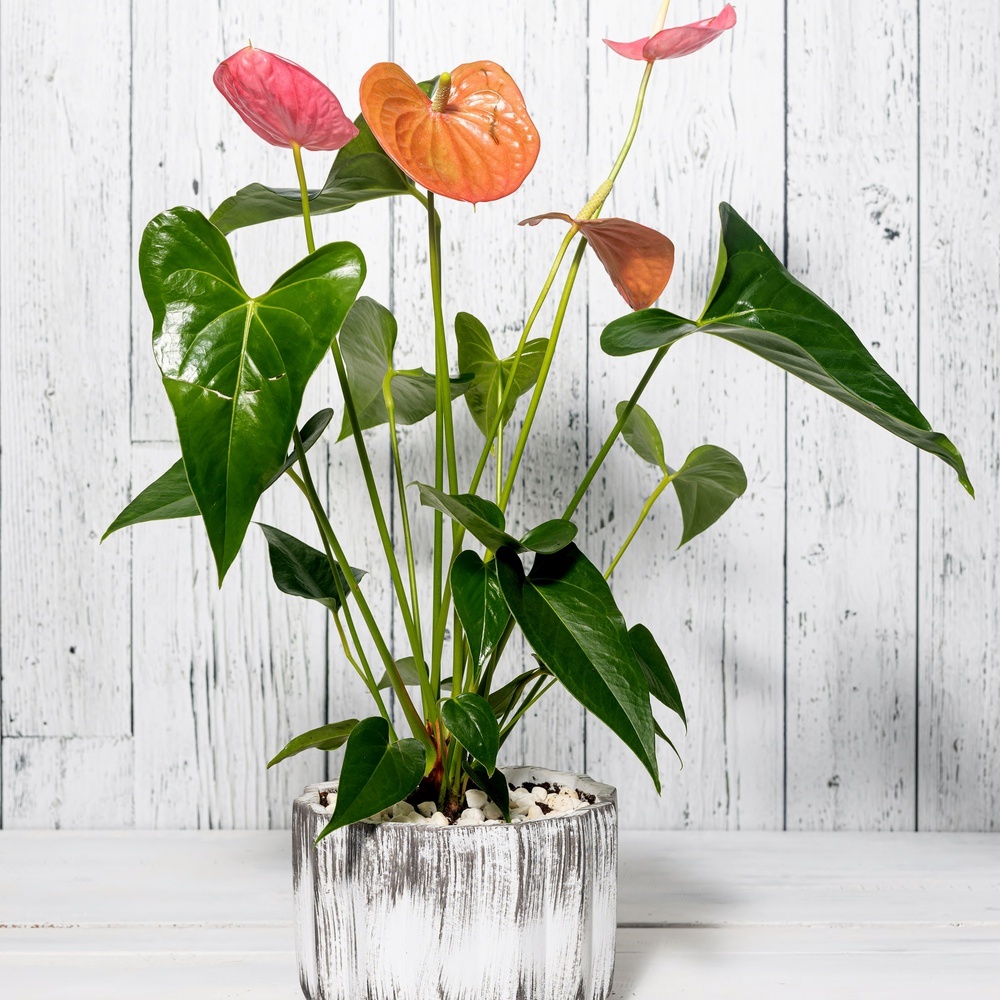 Anthurium