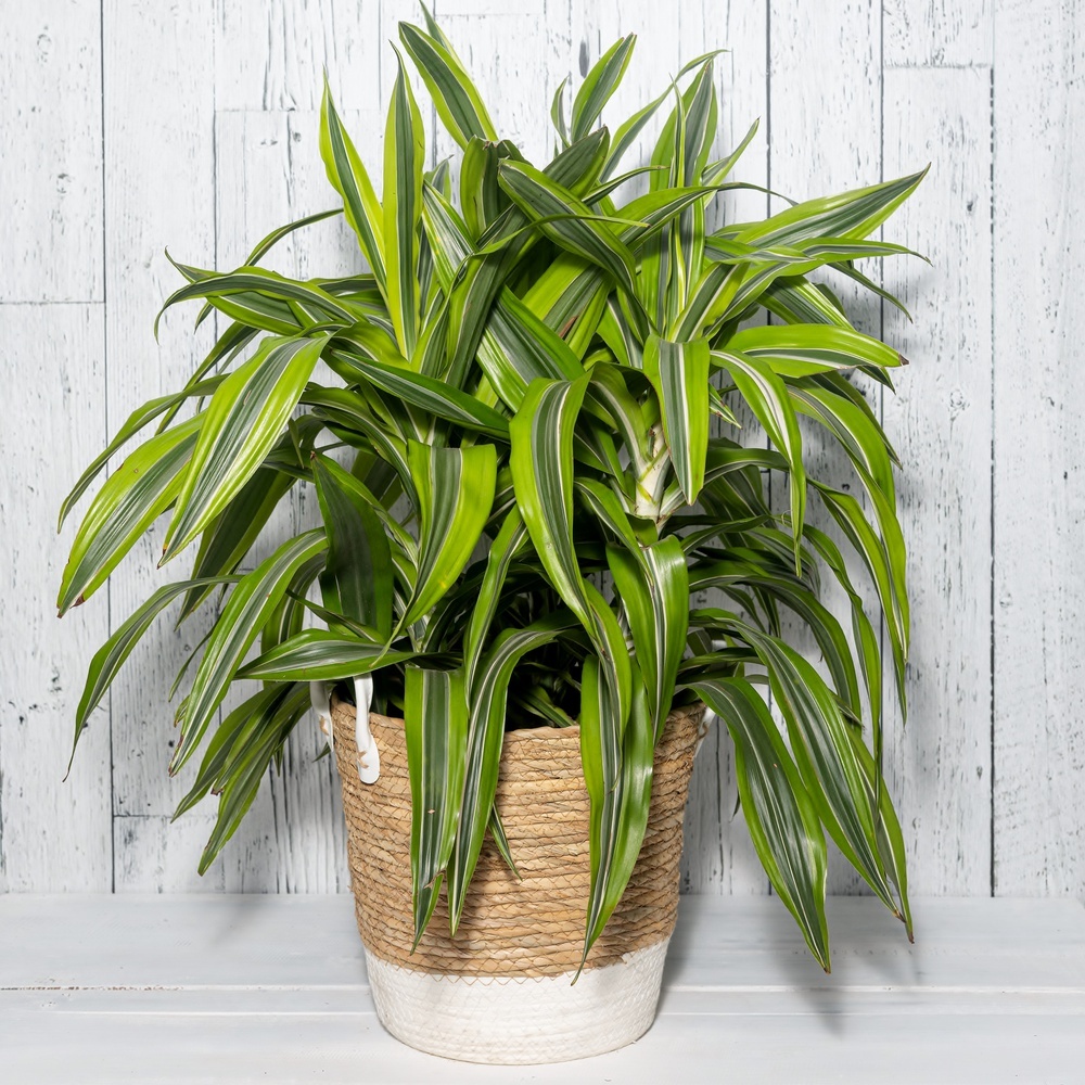 Draceana fragrans