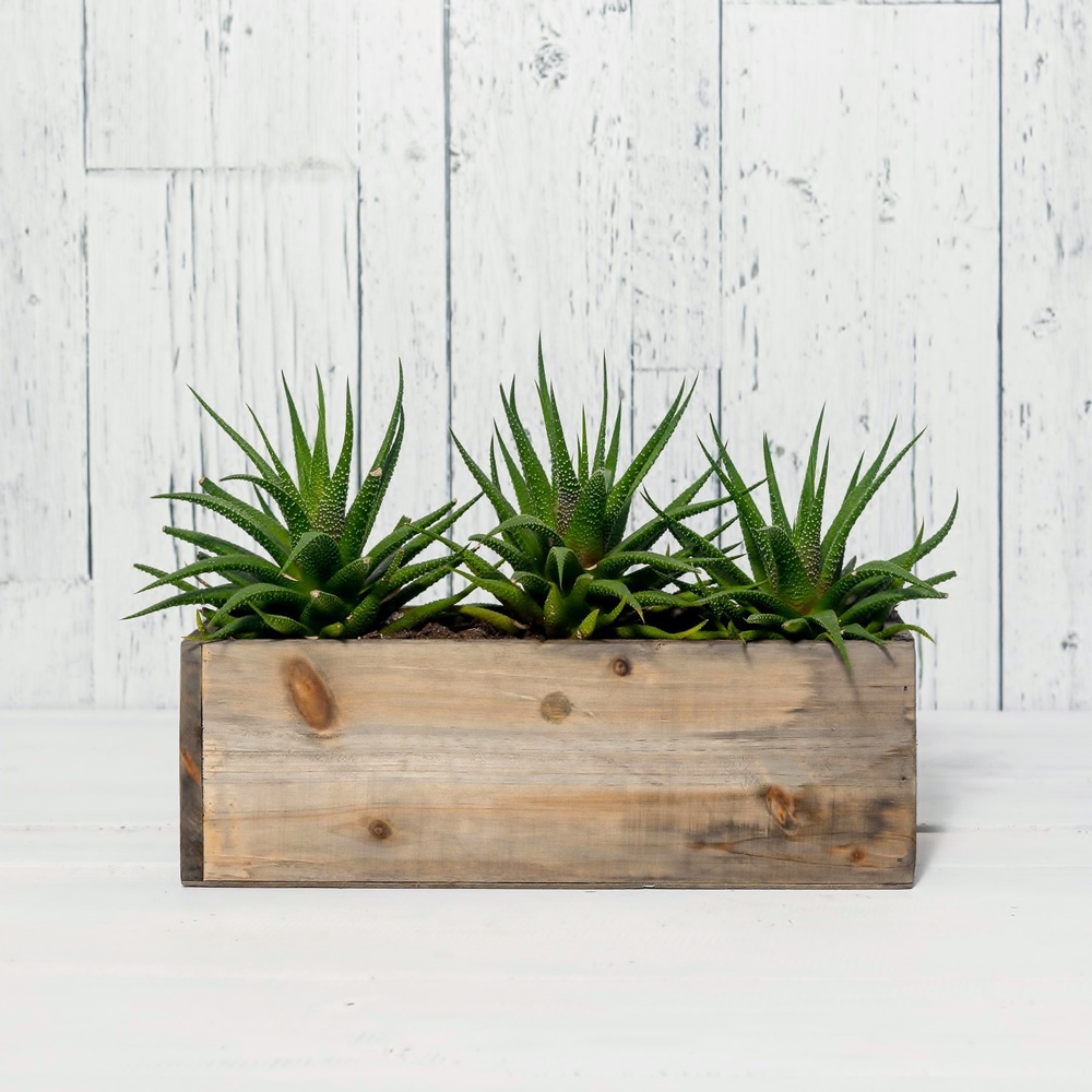 Haworthia fasciata