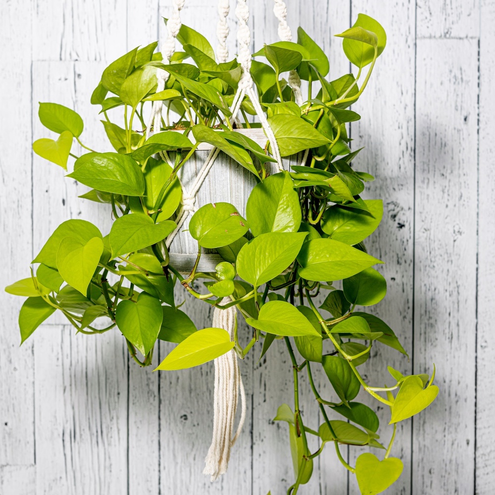Epipremnum aureum (Pothos)