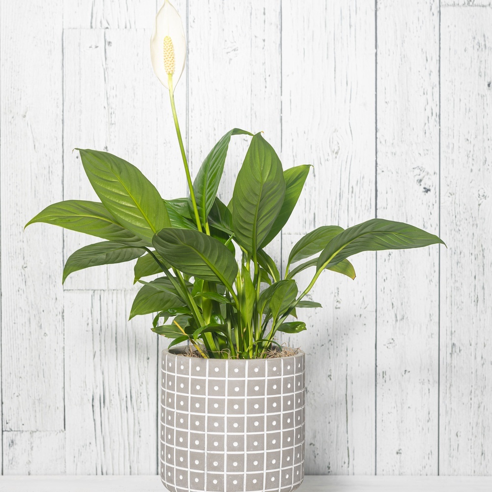 Spathiphyllum (Lys de paix)