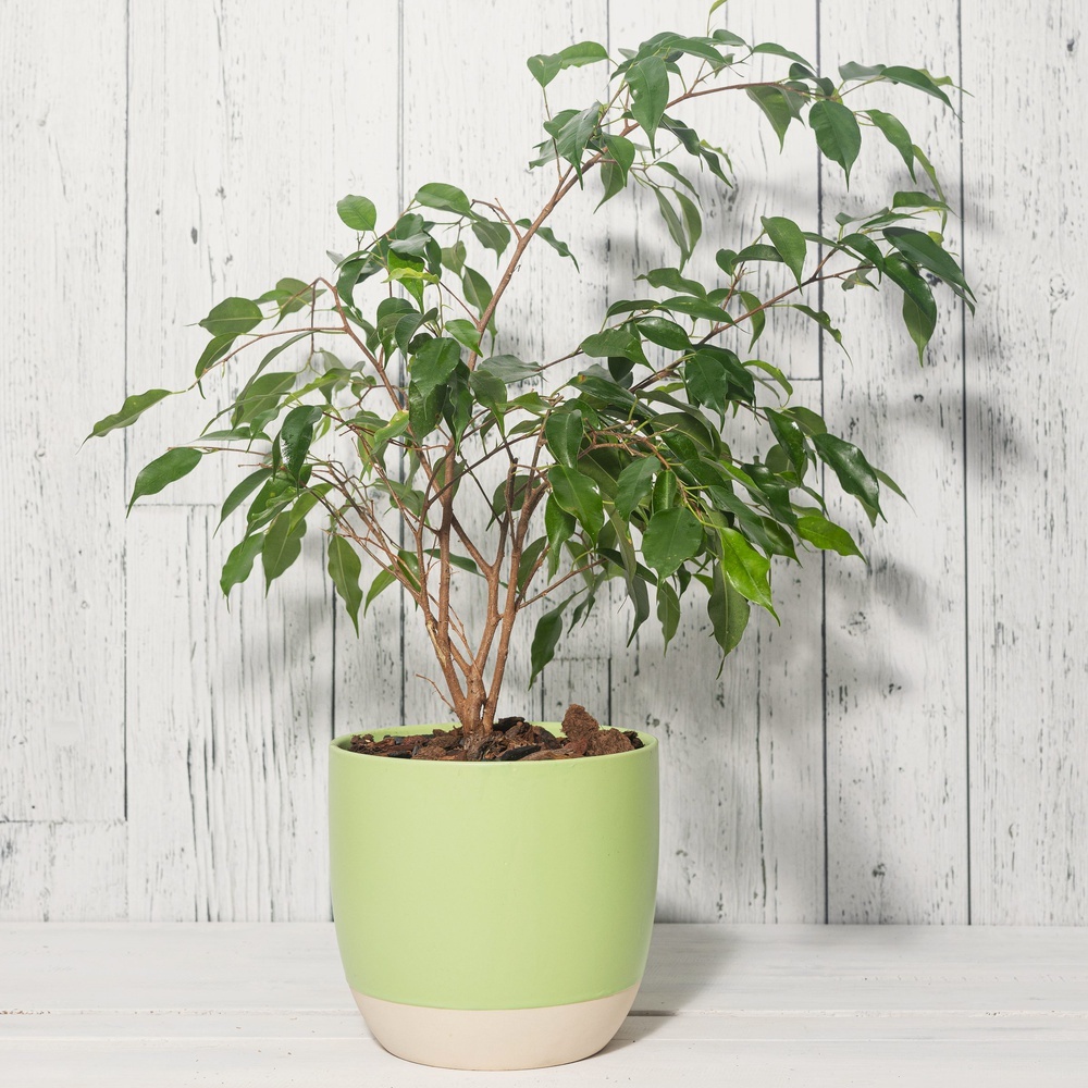 Ficus  benjamina