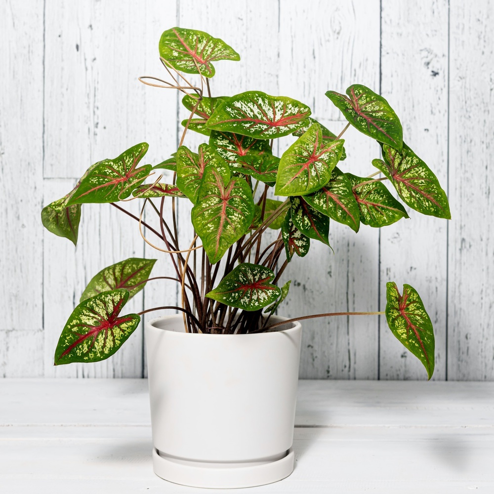 Caladium